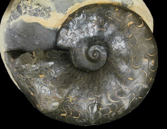 Fossil Triassic Ammonite (Ceratites) - Germany #130204